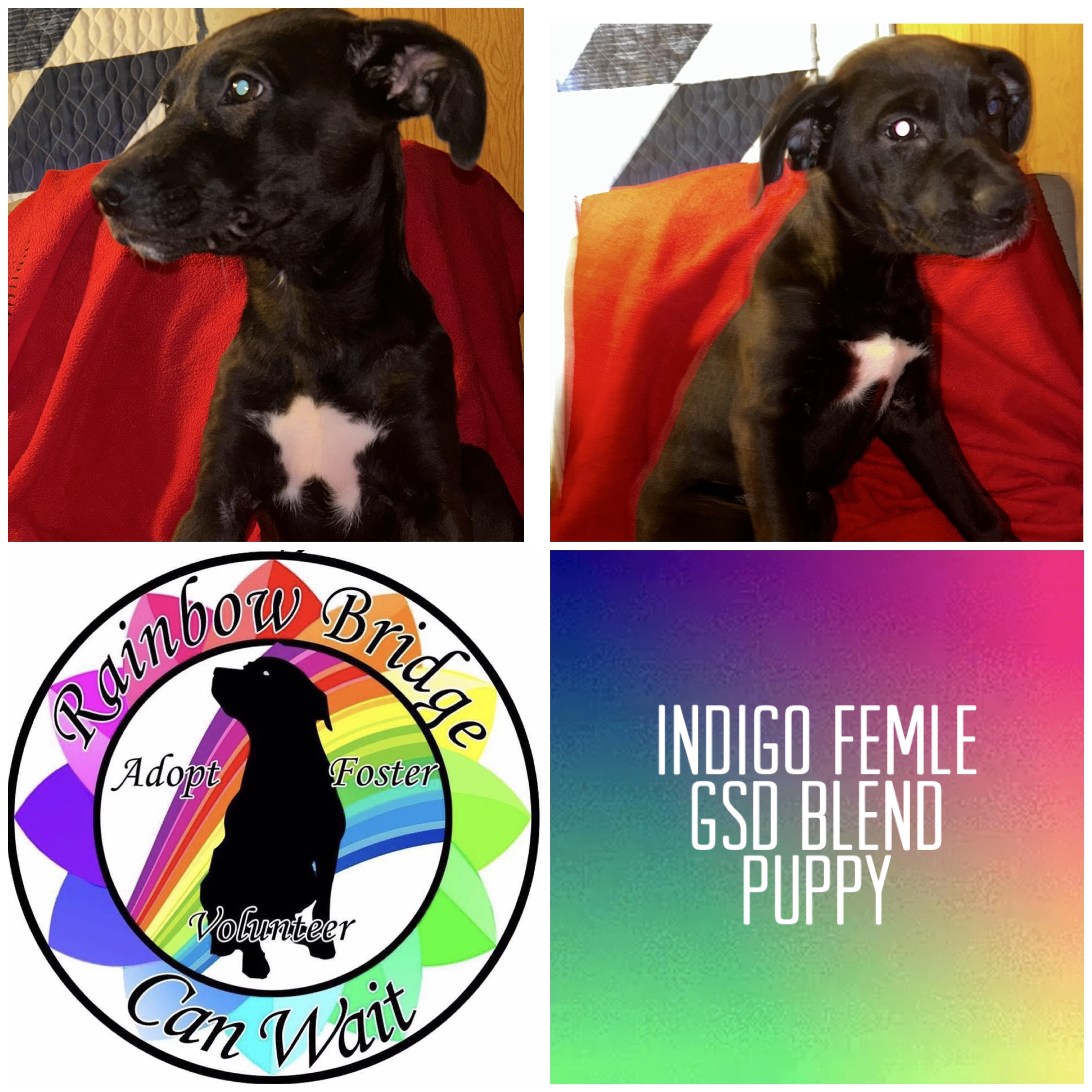 Enlarge Indigo, a Adoptable mixed breed in Carnegie, OK image 1/1