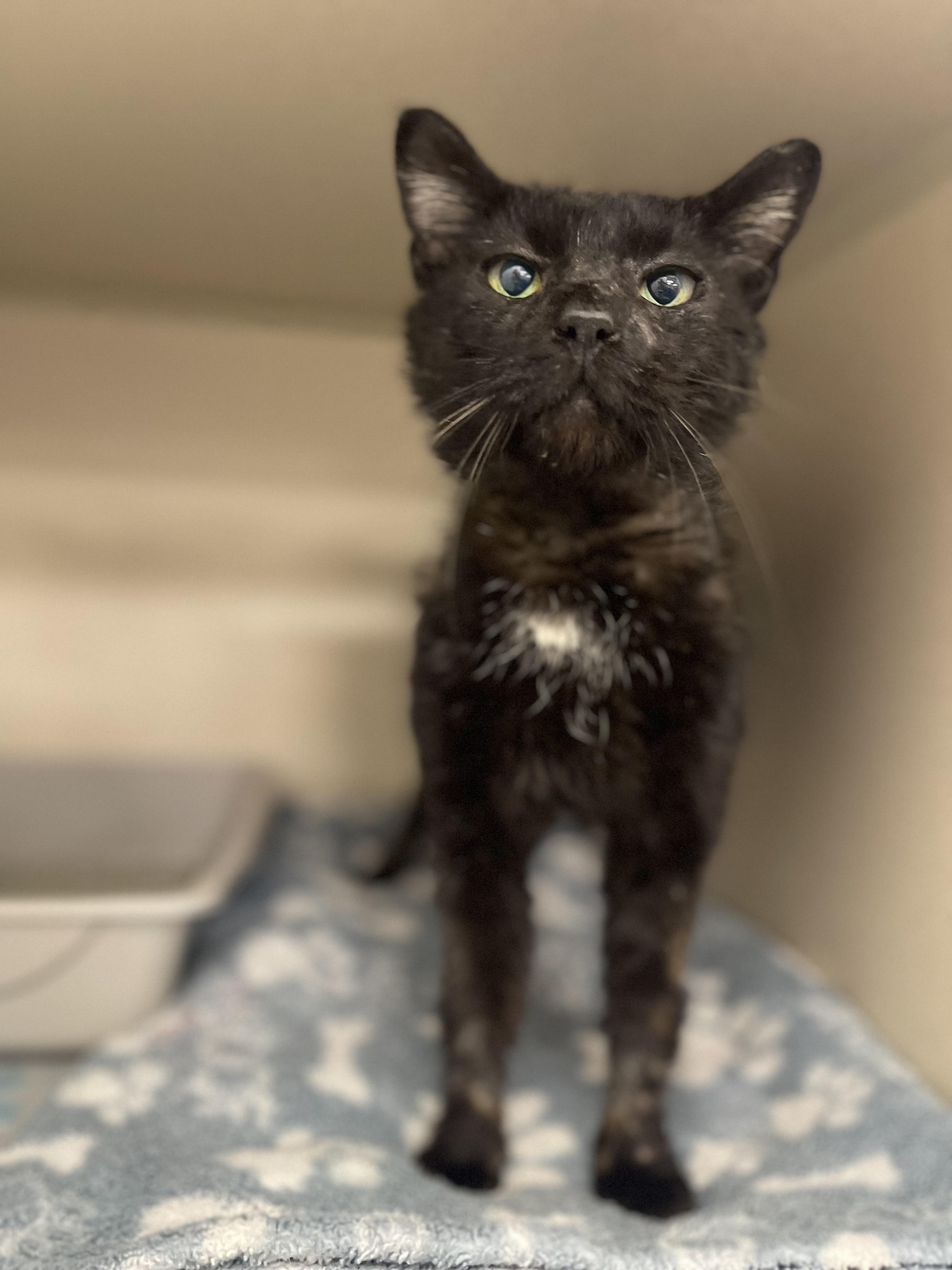 Enlarge Wizard , a ADOPTABLE American Shorthair in Forney, TX image 3/4