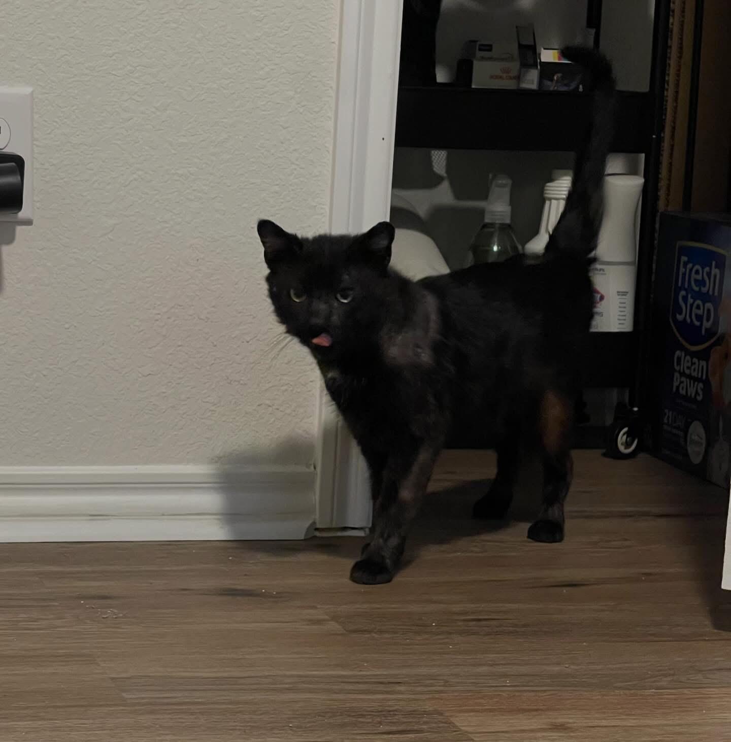 Enlarge Wizard , a ADOPTABLE American Shorthair in Forney, TX image 2/4