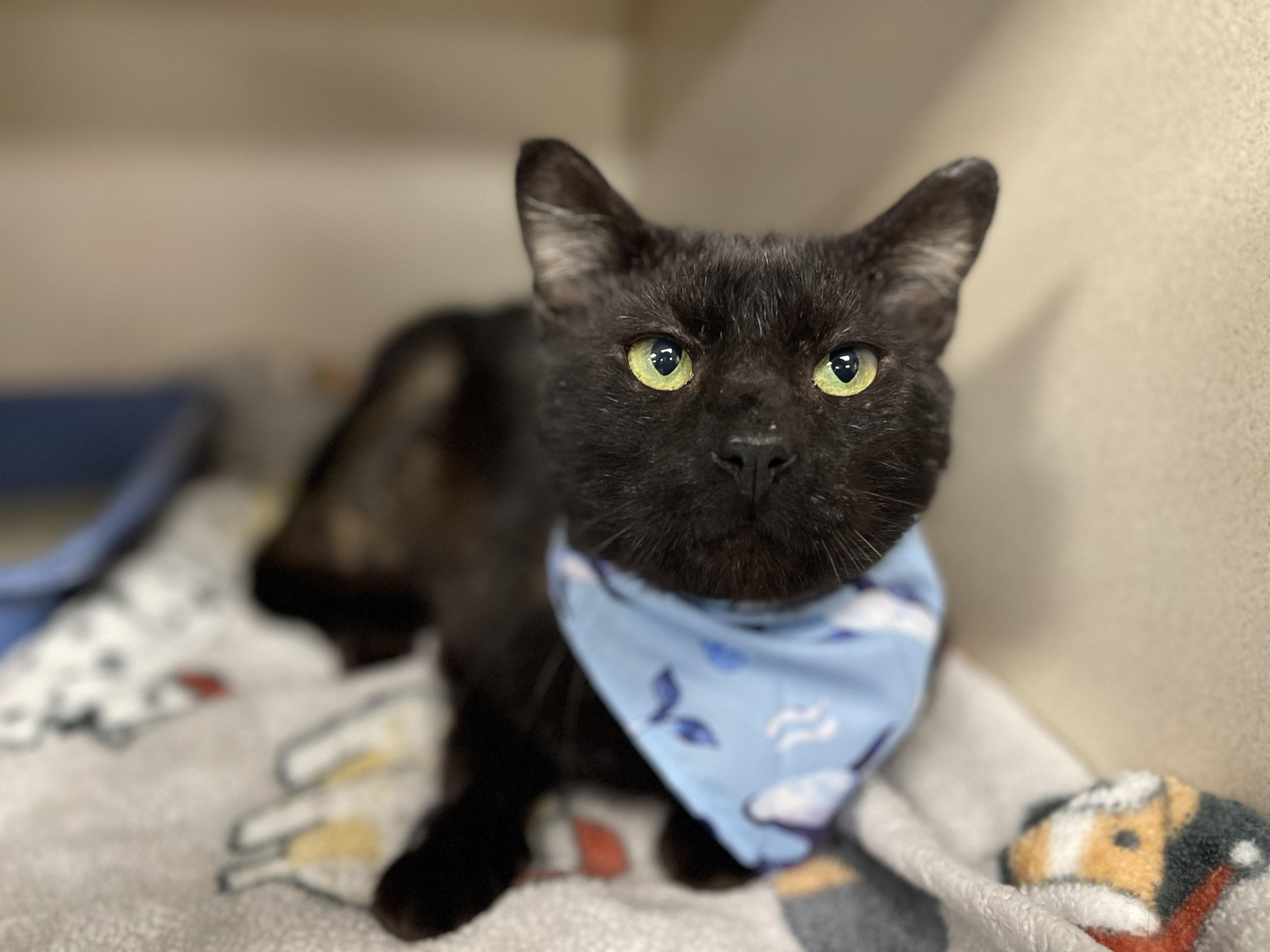 Wizard , ADOPTABLE, Adult Male American Shorthair.