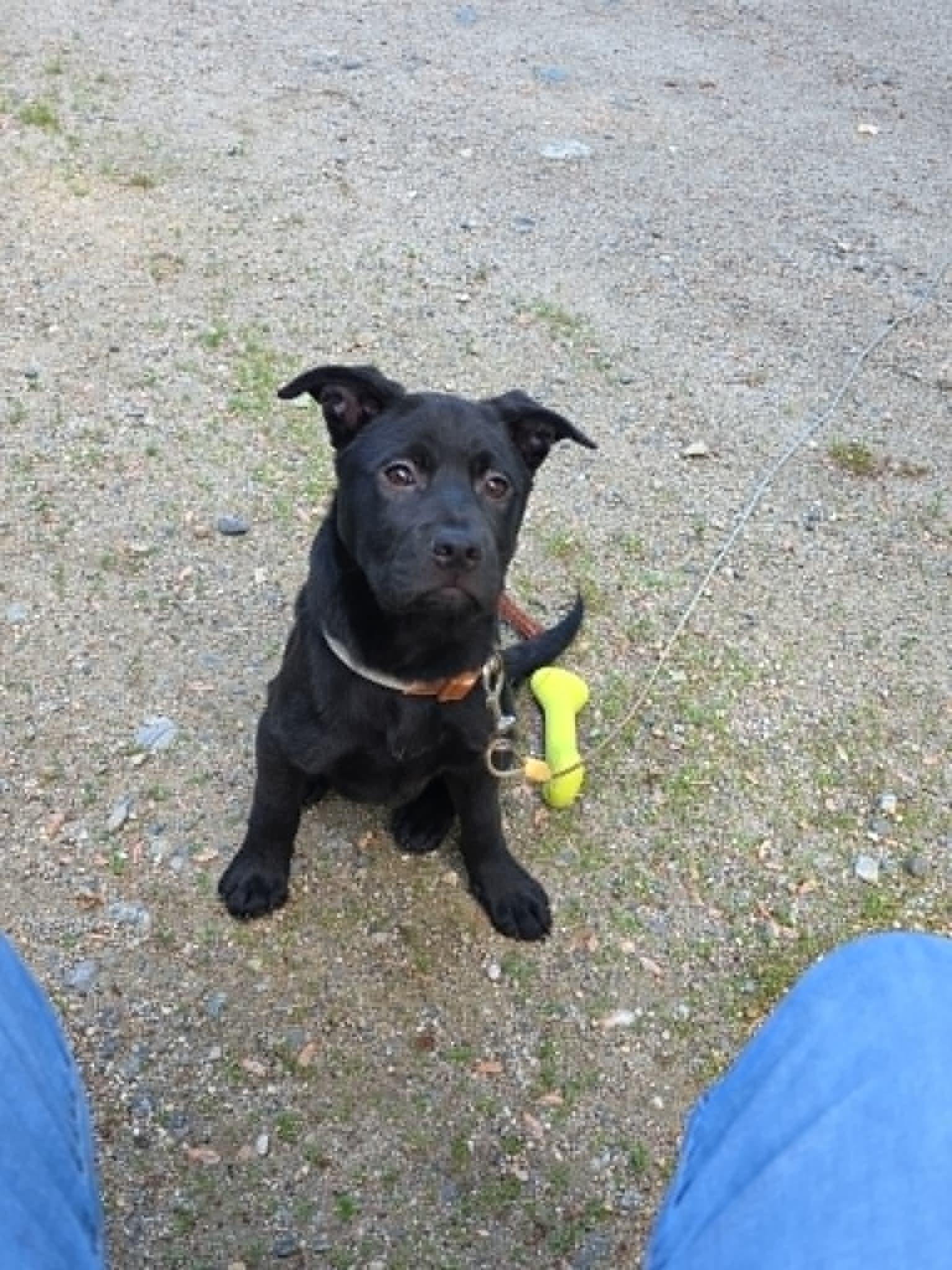Enlarge Modelo, a ADOPTABLE mixed breed in Brunswick, ME image 1/1