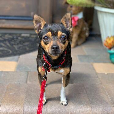 Enlarge Bridget -ADOPTED, a Adopted mixed breed in Santa Clara, CA image 1/1