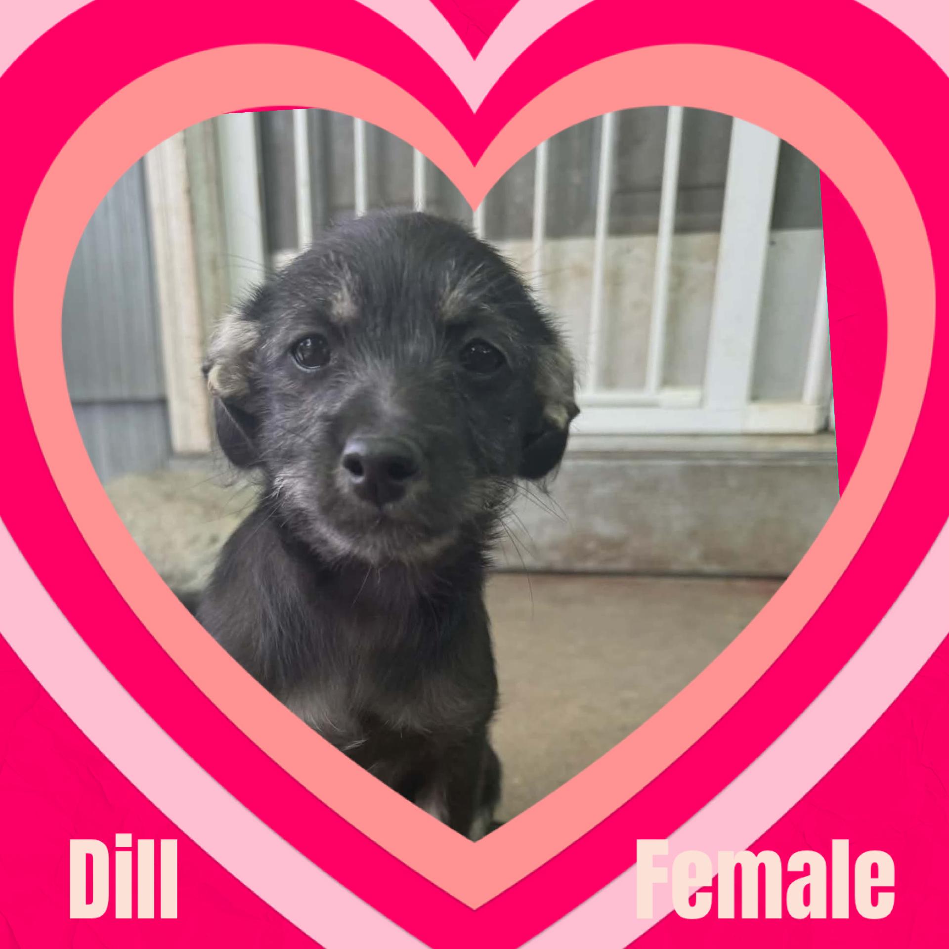 Enlarge Dill, a Adoptable mixed breed in Eugene, OR image 1/1