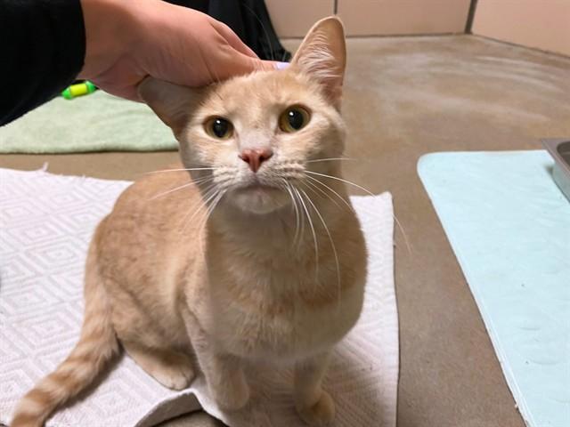 RIVER, Adoptable, Young Male Domestic Short Hair.