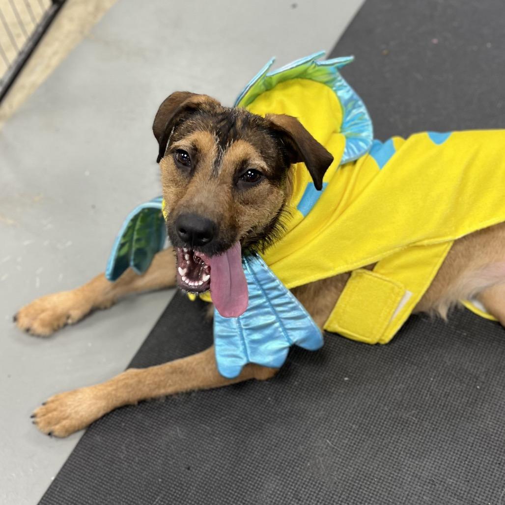 Enlarge Maggie, a Adoptable Mixed Breed in Westhampton, NY image 1/6