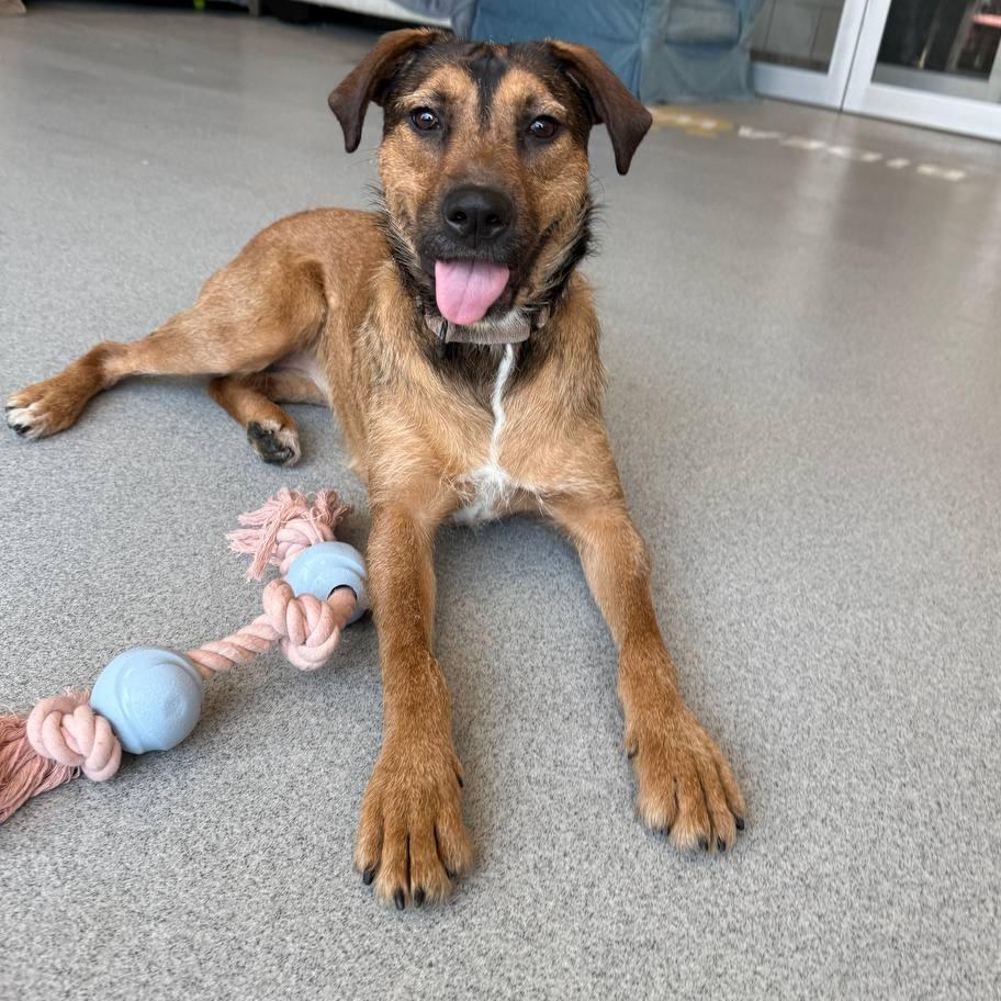 Enlarge Maggie, a Adoptable Mixed Breed in Westhampton, NY image 3/6