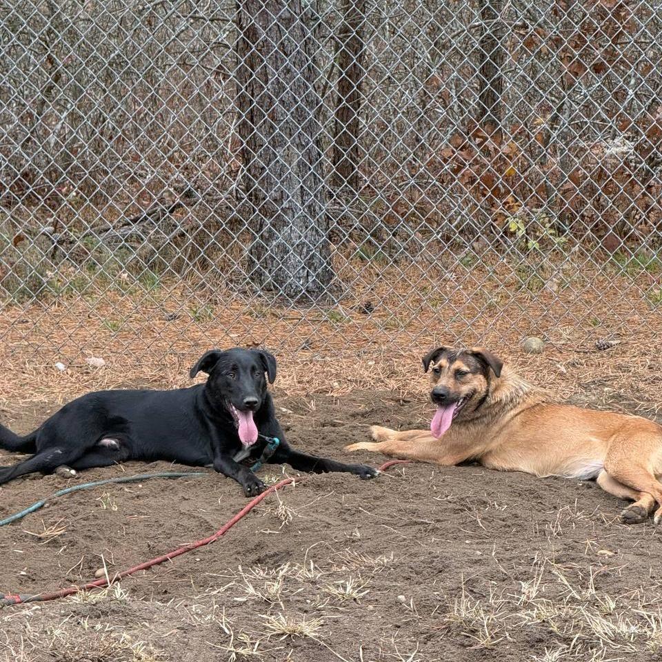 Enlarge Maggie, a Adoptable Mixed Breed in Westhampton, NY image 5/6