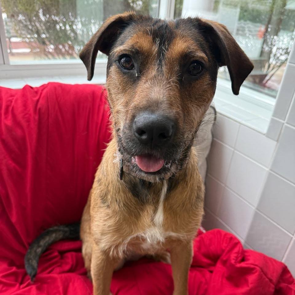 Enlarge Maggie, a Adoptable Mixed Breed in Westhampton, NY image 5/6