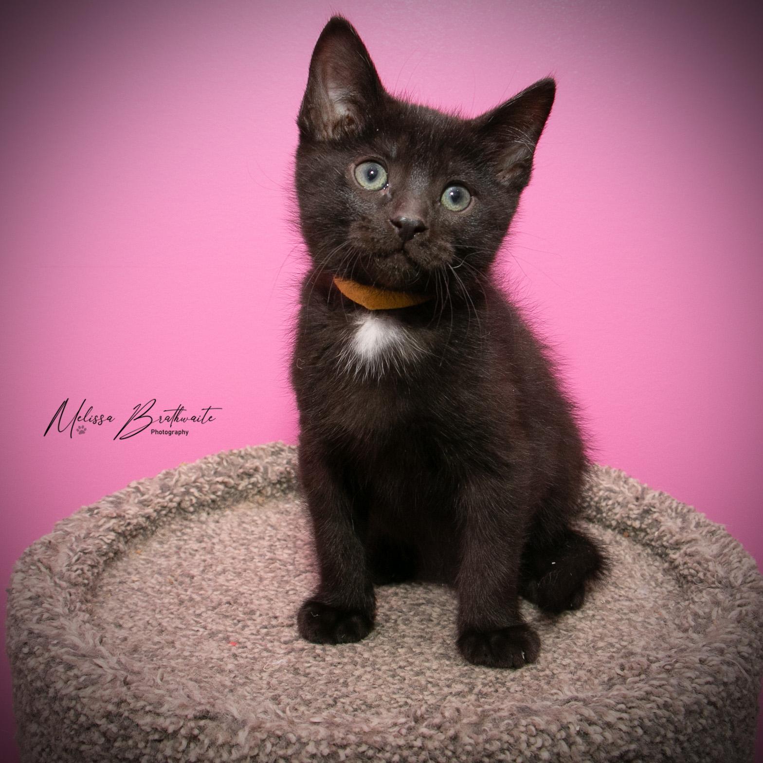 Enlarge Tycoco, an adopted Domestic Short Hair in Calgary, AB image 1/6