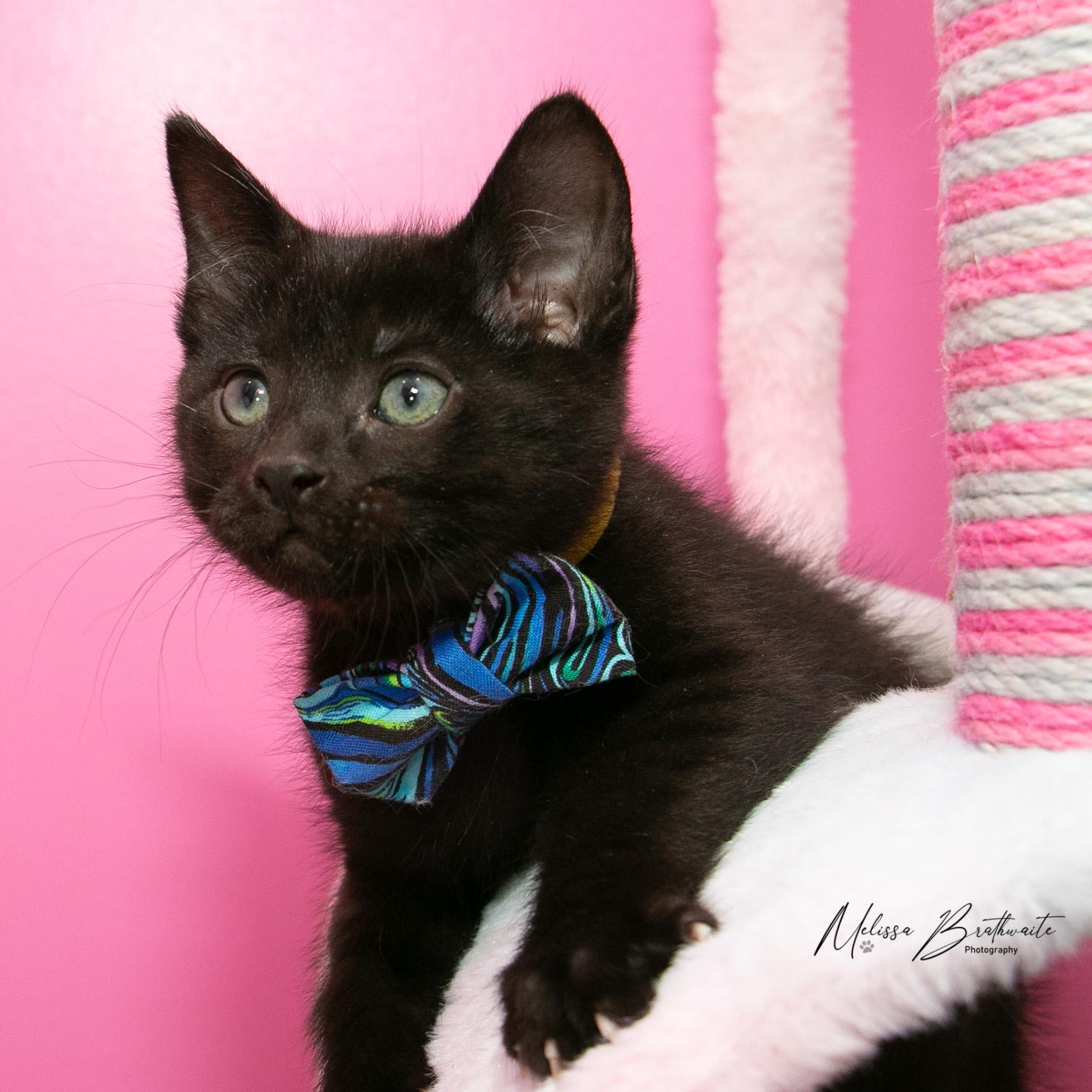 Enlarge Tycoco, an adopted Domestic Short Hair in Calgary, AB image 4/6