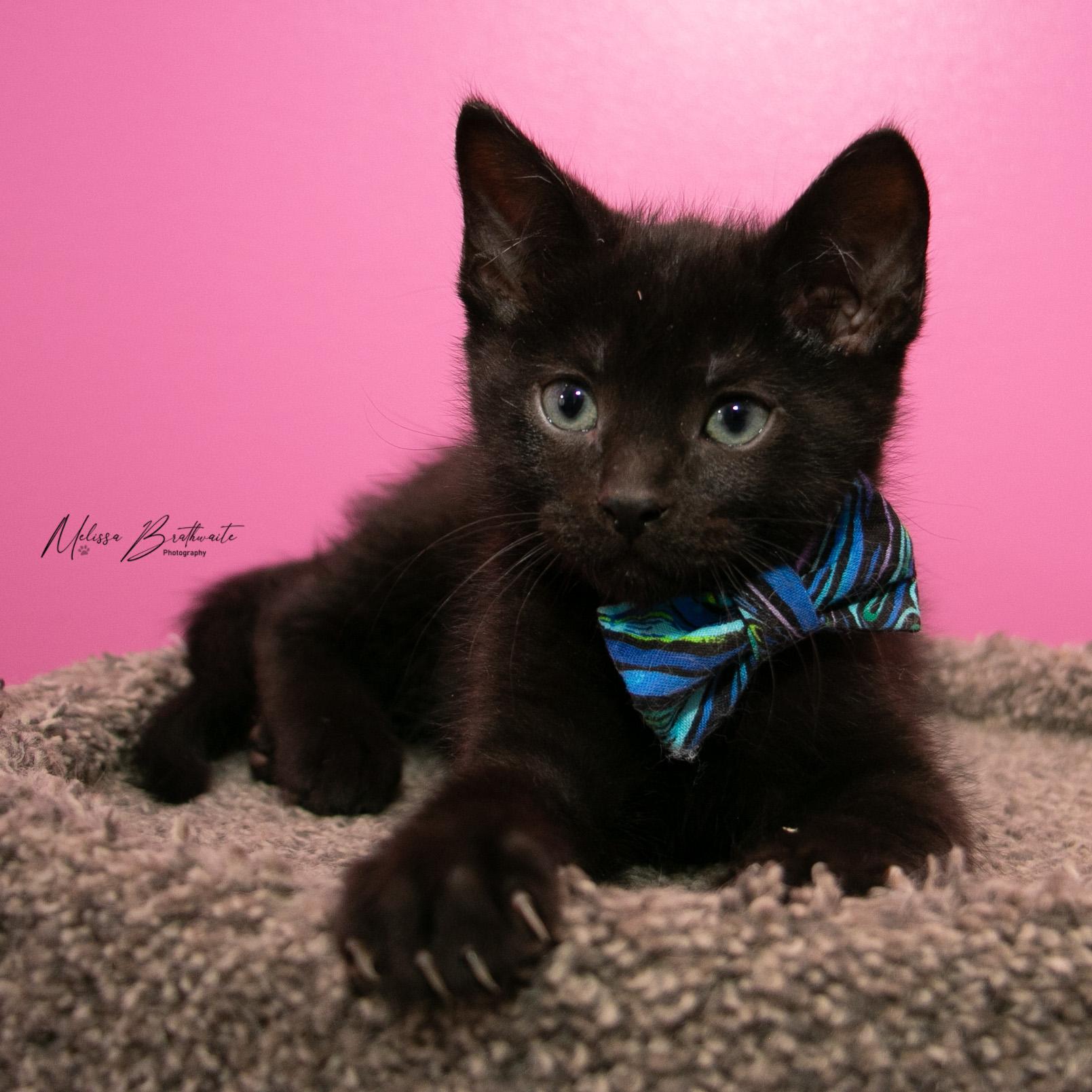 Enlarge Tycoco, an adopted Domestic Short Hair in Calgary, AB image 3/6