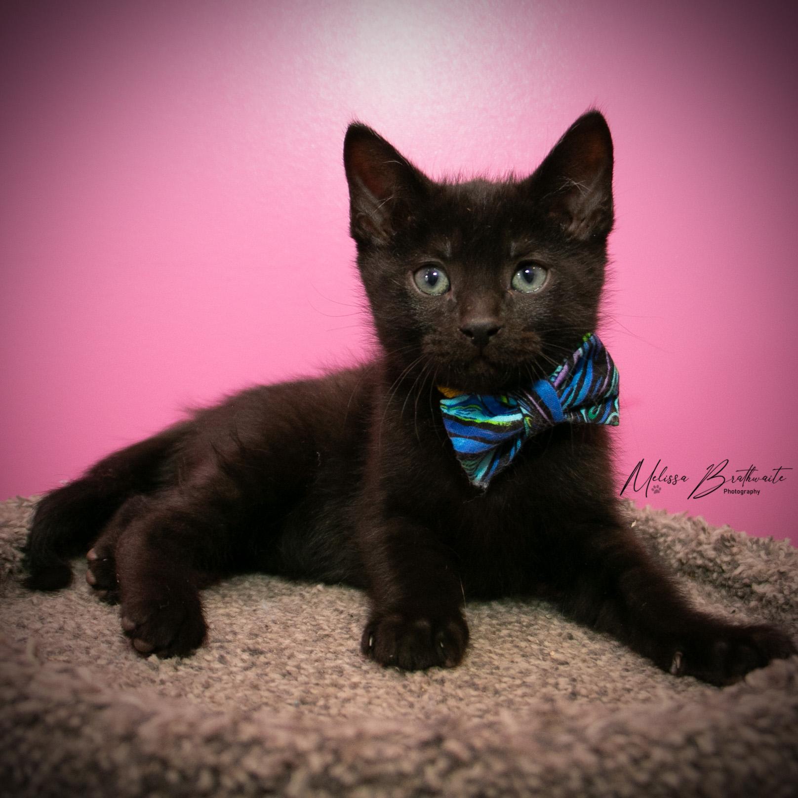 Enlarge Tycoco, an adopted Domestic Short Hair in Calgary, AB image 5/6