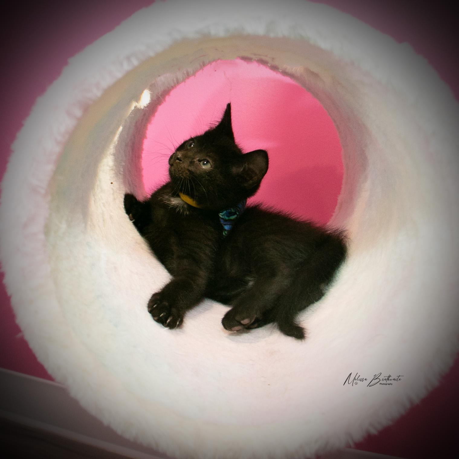 Enlarge Tycoco, an adopted Domestic Short Hair in Calgary, AB image 6/6