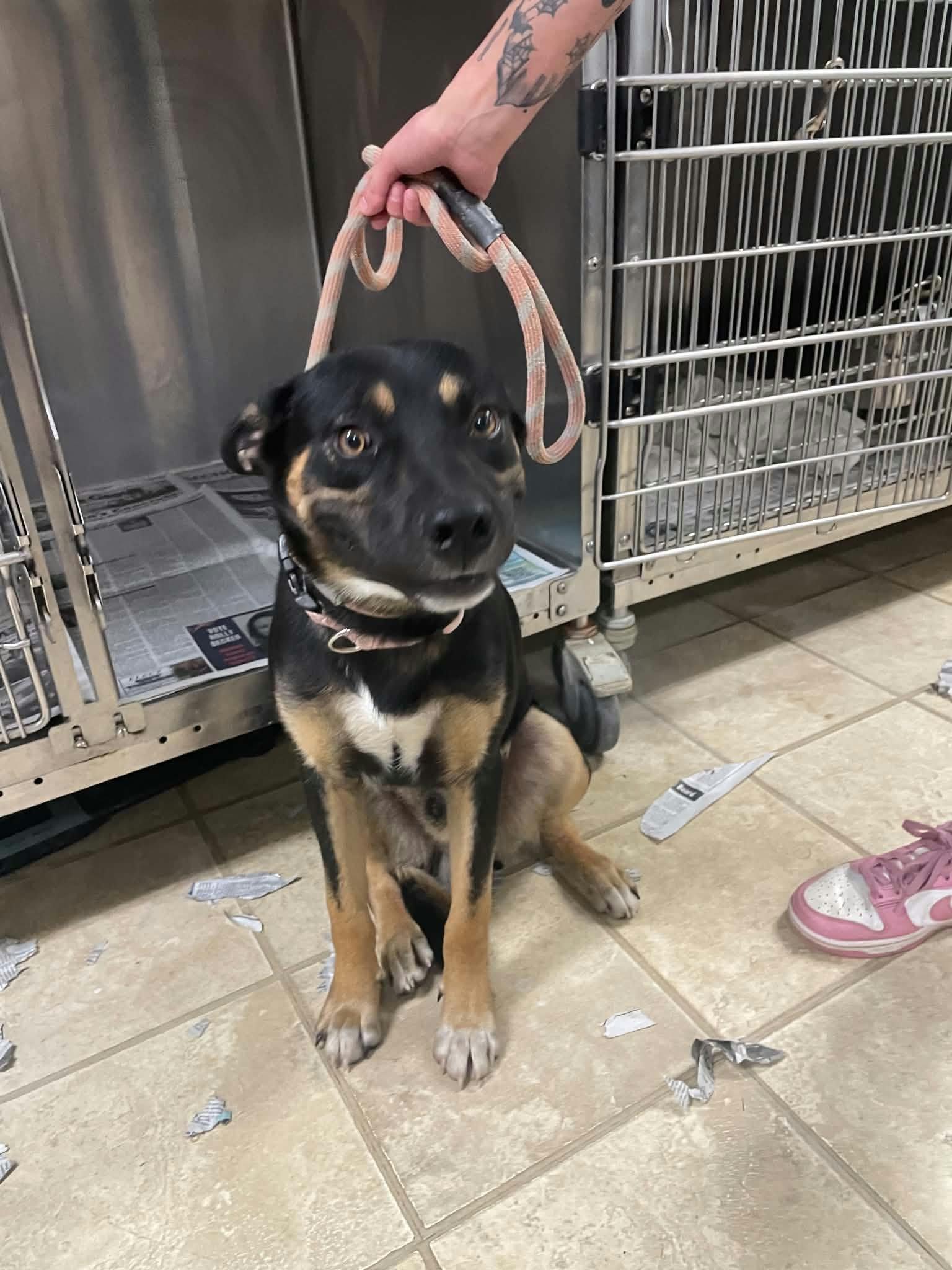 Maddox, Adoptable, Adult Male German Shepherd Dog.