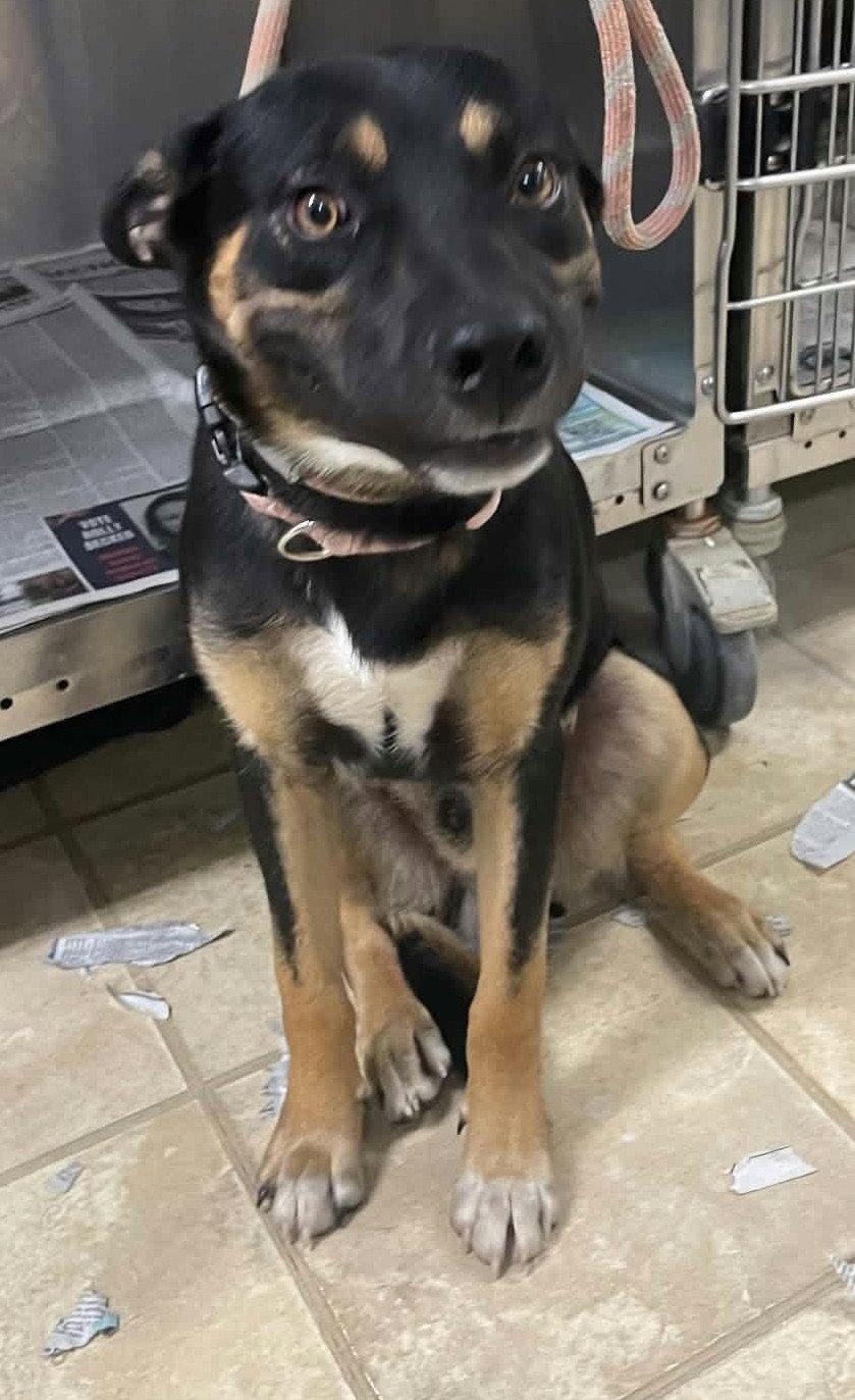 Enlarge Maddox, a Adoptable German Shepherd Dog in Frenchburg, KY image 2/3