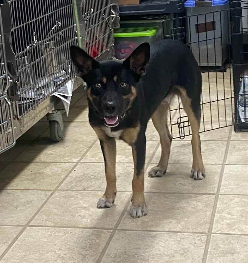 Enlarge Maddox, a Adoptable German Shepherd Dog in Frenchburg, KY image 3/3