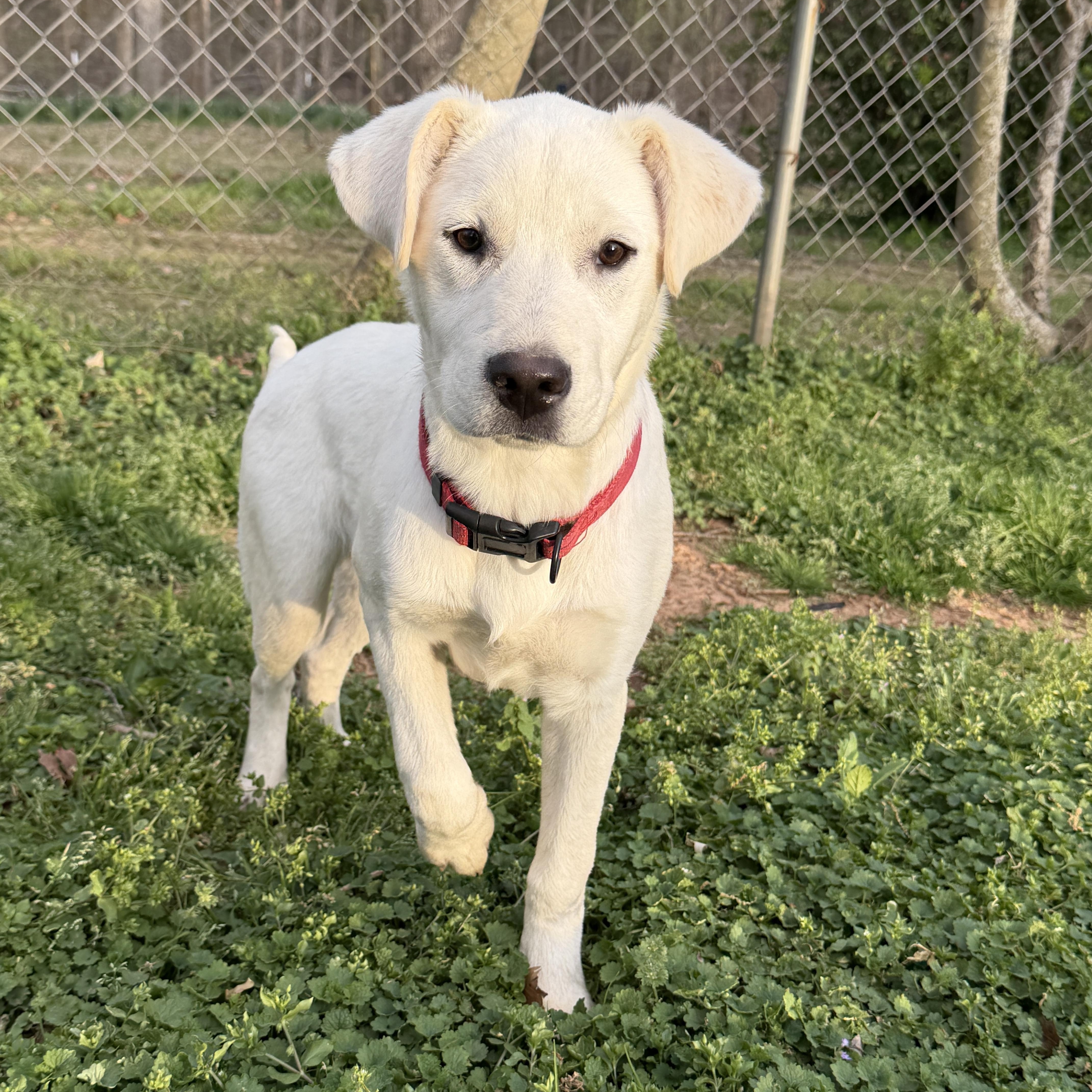 Enlarge DUTCH, a Adoptable mixed breed in Malvern, PA image 2/5