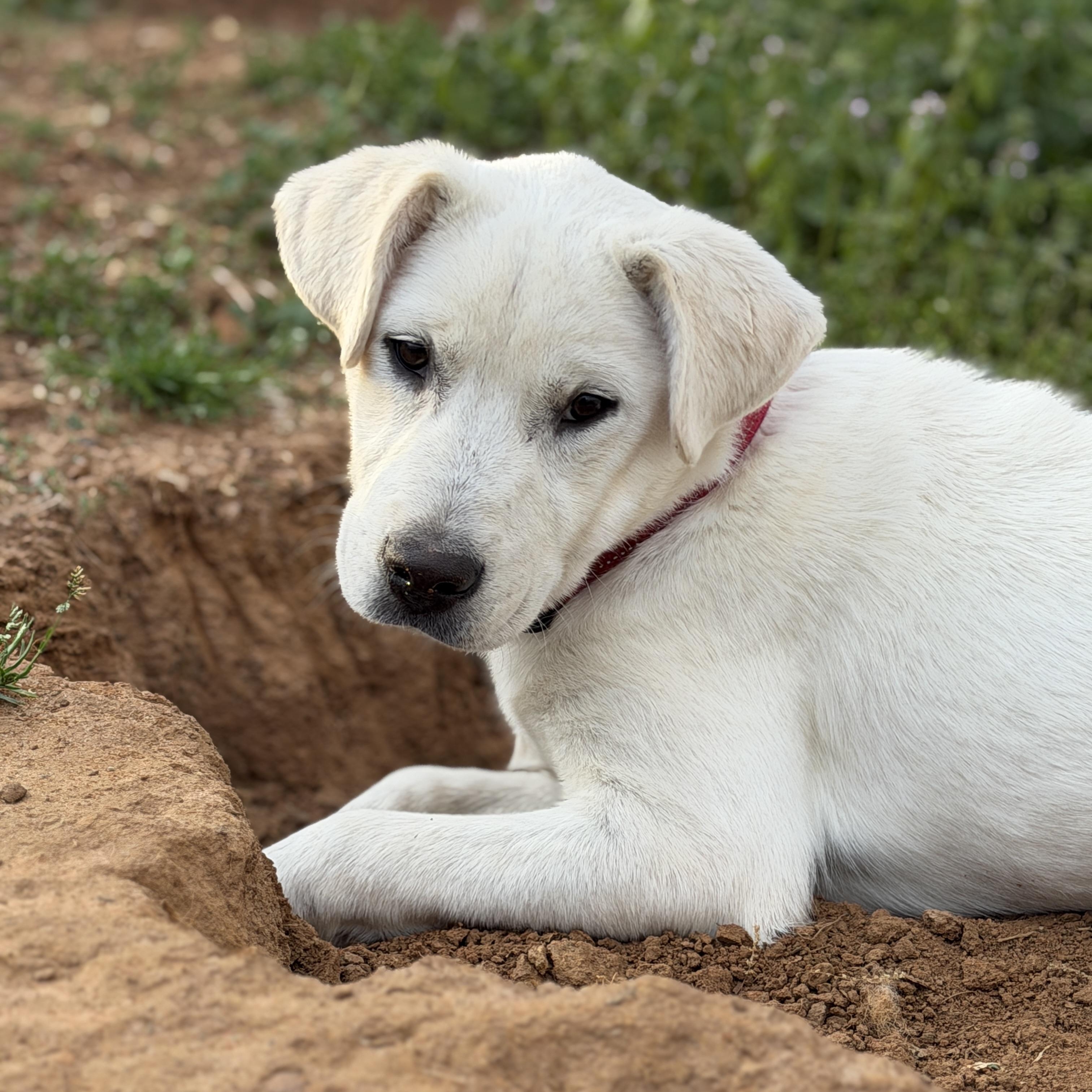 Enlarge DUTCH, a Adoptable mixed breed in Malvern, PA image 4/5