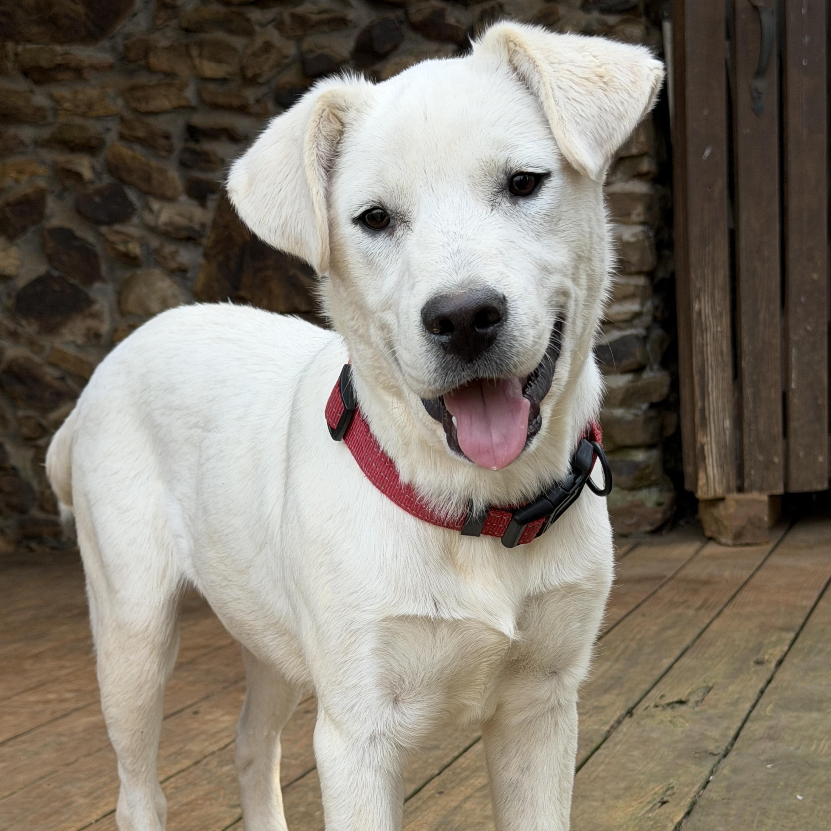 Enlarge DUTCH, a Adoptable mixed breed in Malvern, PA image 5/5