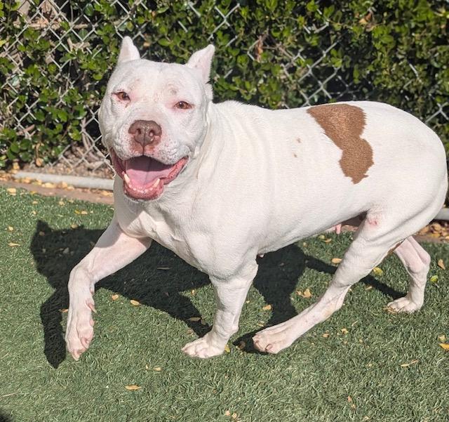 SUGAR, Adoptable, Adult Female Pit Bull Terrier.