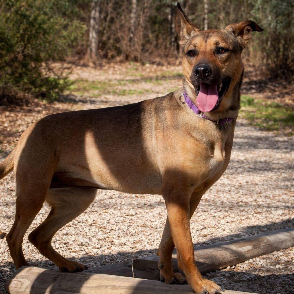 Enlarge Bella, a Adoptable mixed breed in Plain City, OH image 1/6