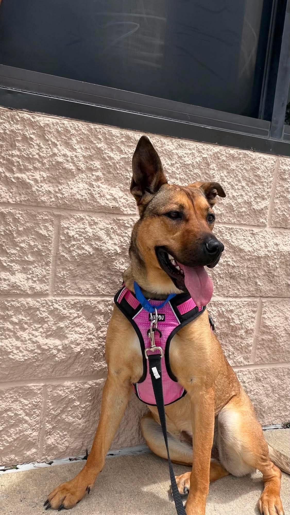 Bella, Adoptable, Adult Female Shepherd.