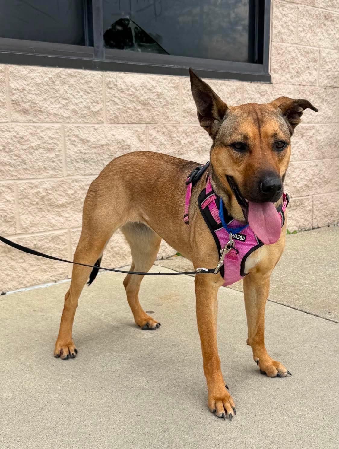 Bella, a Adoptable mixed breed in Plain City, OH image 2/6