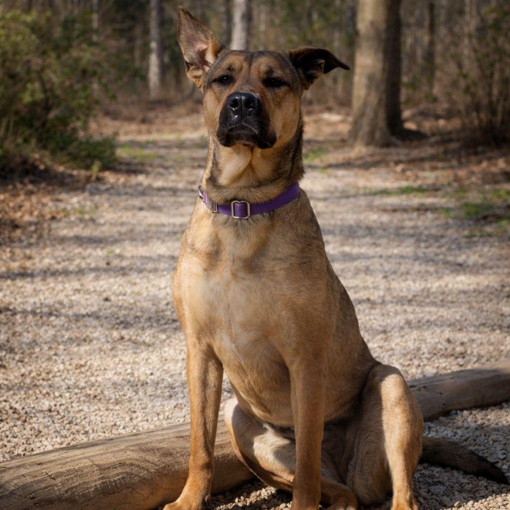 Enlarge Bella, a Adoptable mixed breed in Plain City, OH image 2/6