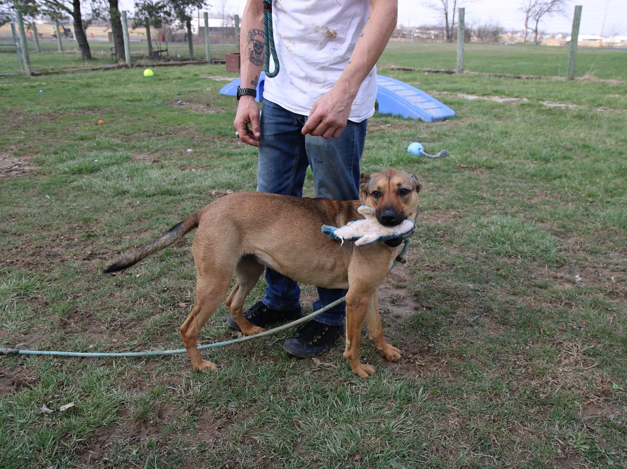 Enlarge Bella, a Adoptable mixed breed in Plain City, OH image 3/6