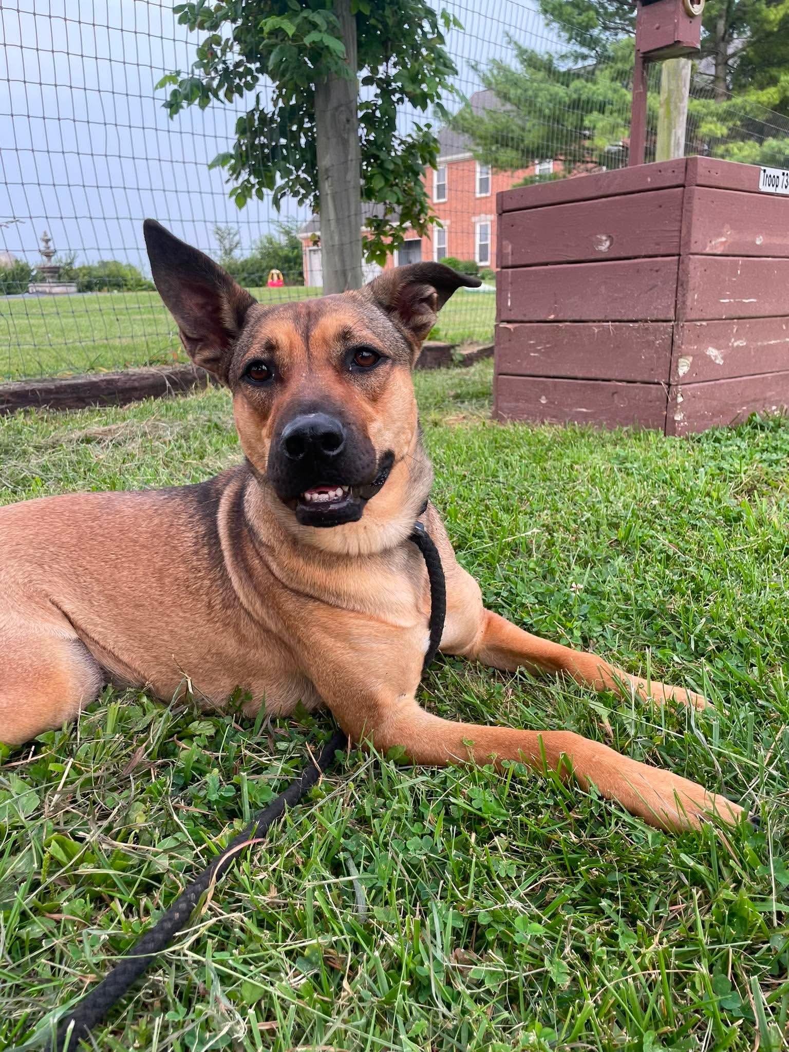 Enlarge Bella, a Adoptable mixed breed in Plain City, OH image 3/6