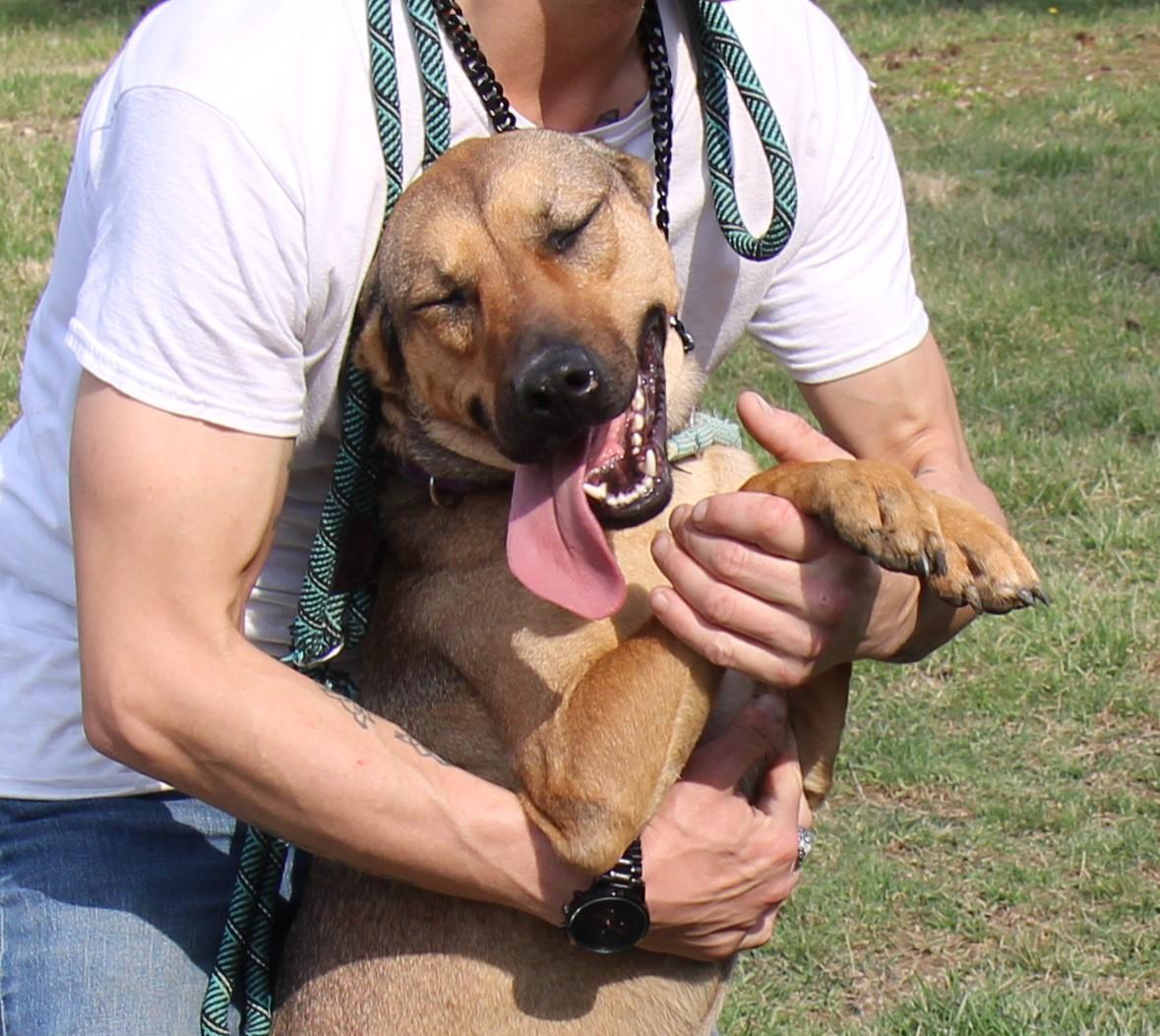 Enlarge Bella, a Adoptable mixed breed in Plain City, OH image 4/6