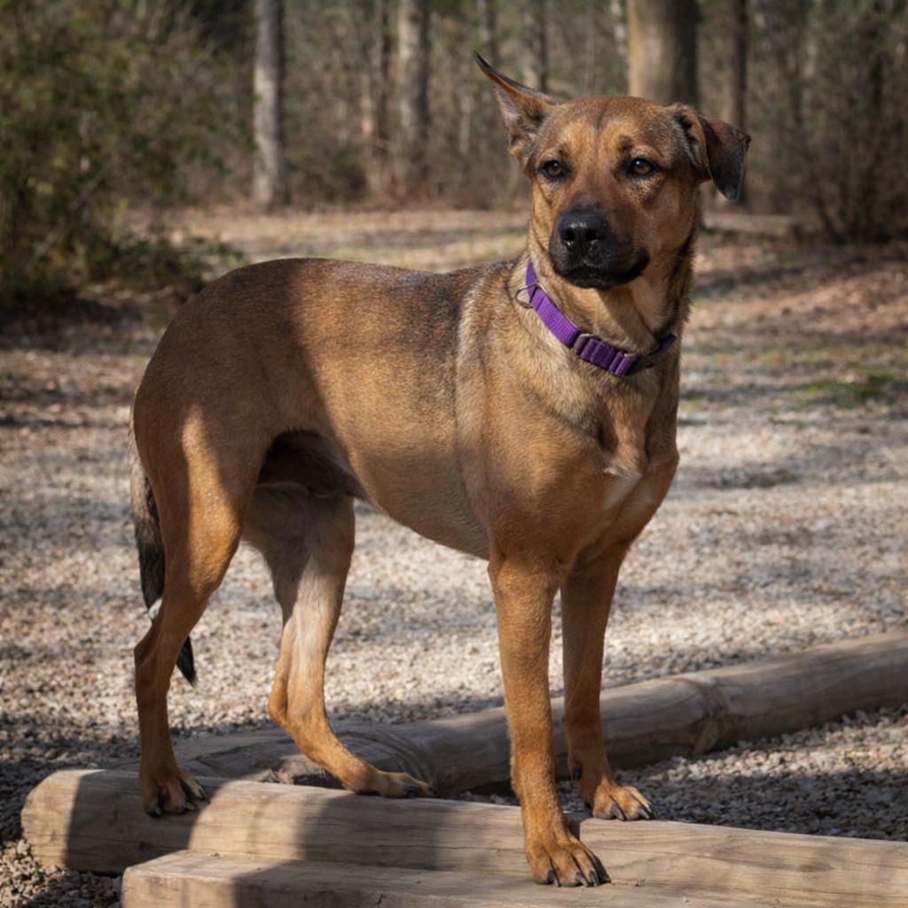 Enlarge Bella, a Adoptable mixed breed in Plain City, OH image 6/6