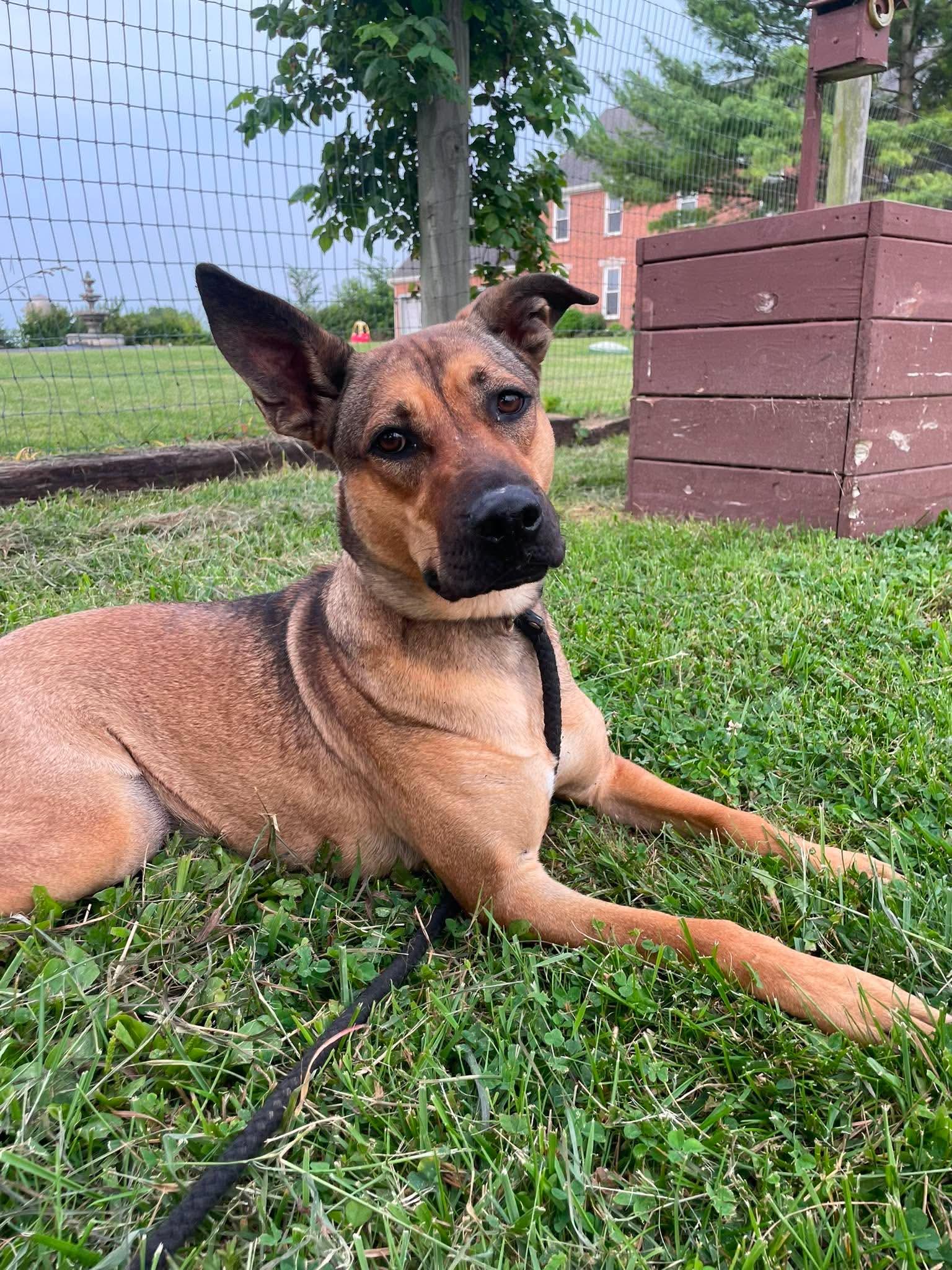 Enlarge Bella, a Adoptable mixed breed in Plain City, OH image 6/6