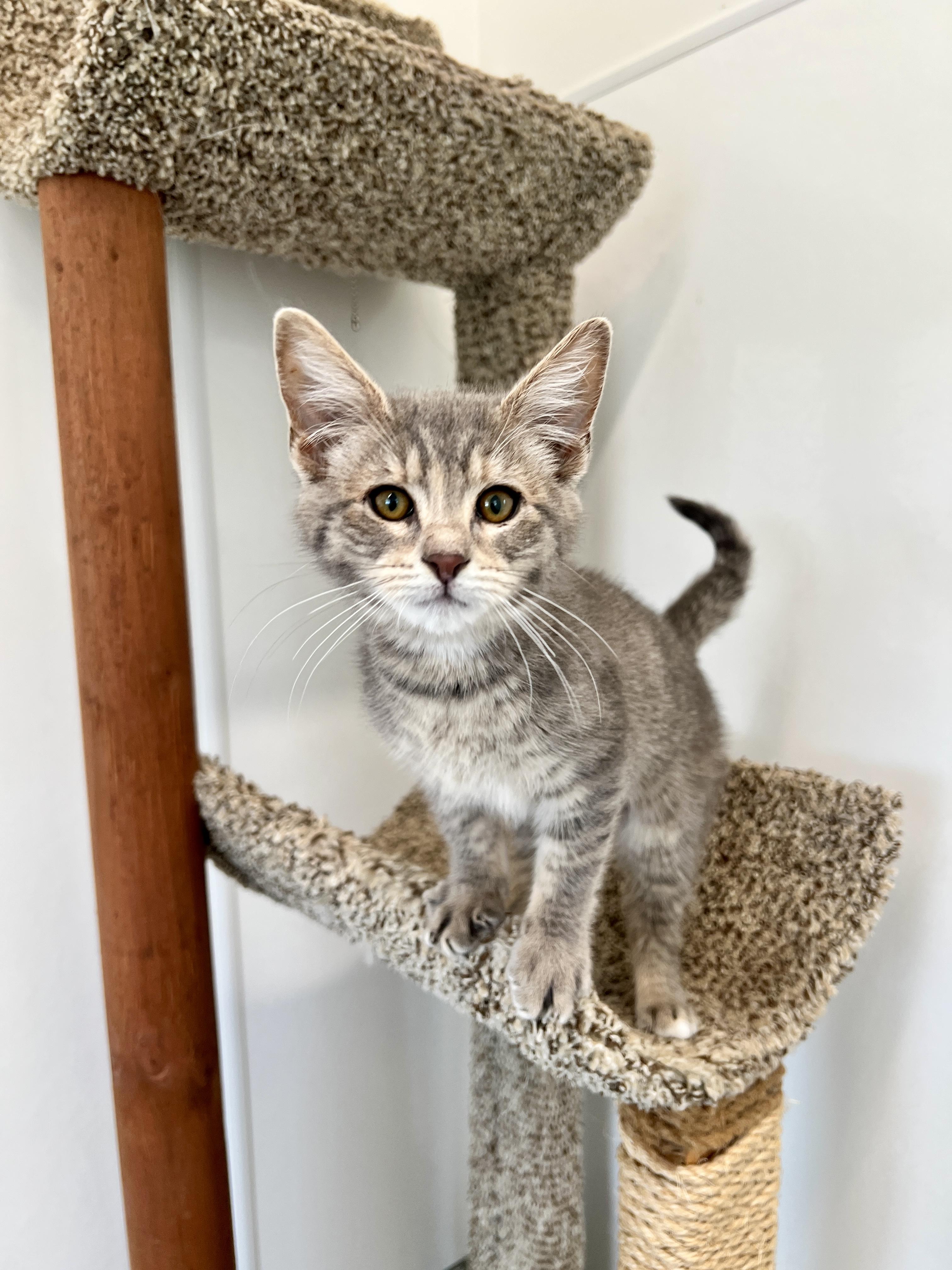 Enlarge Cello, an adopted Domestic Short Hair in Waldport, OR image 1/1