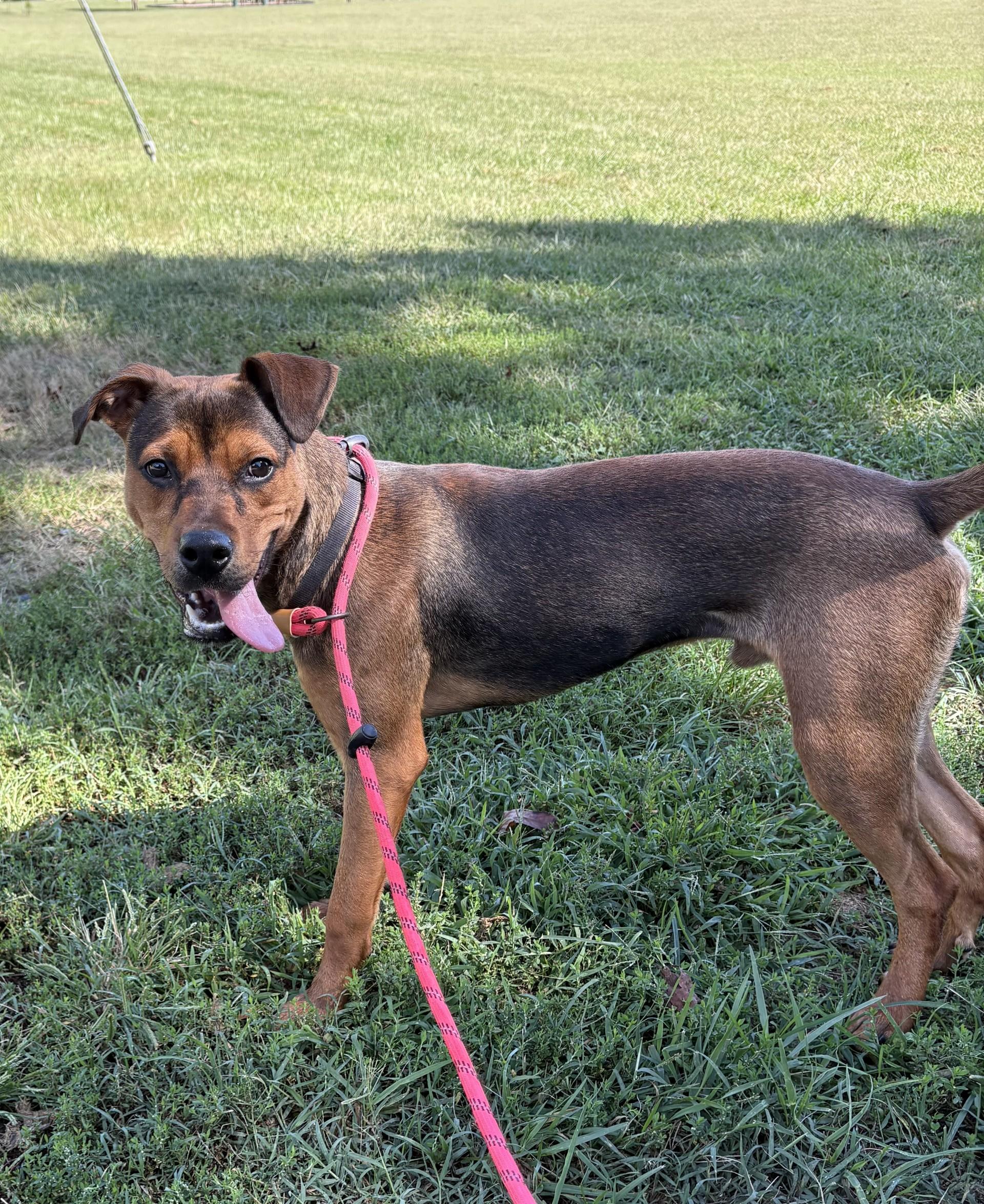 Enlarge Robbie, a Adoptable mixed breed in Ashland, VA image 2/6