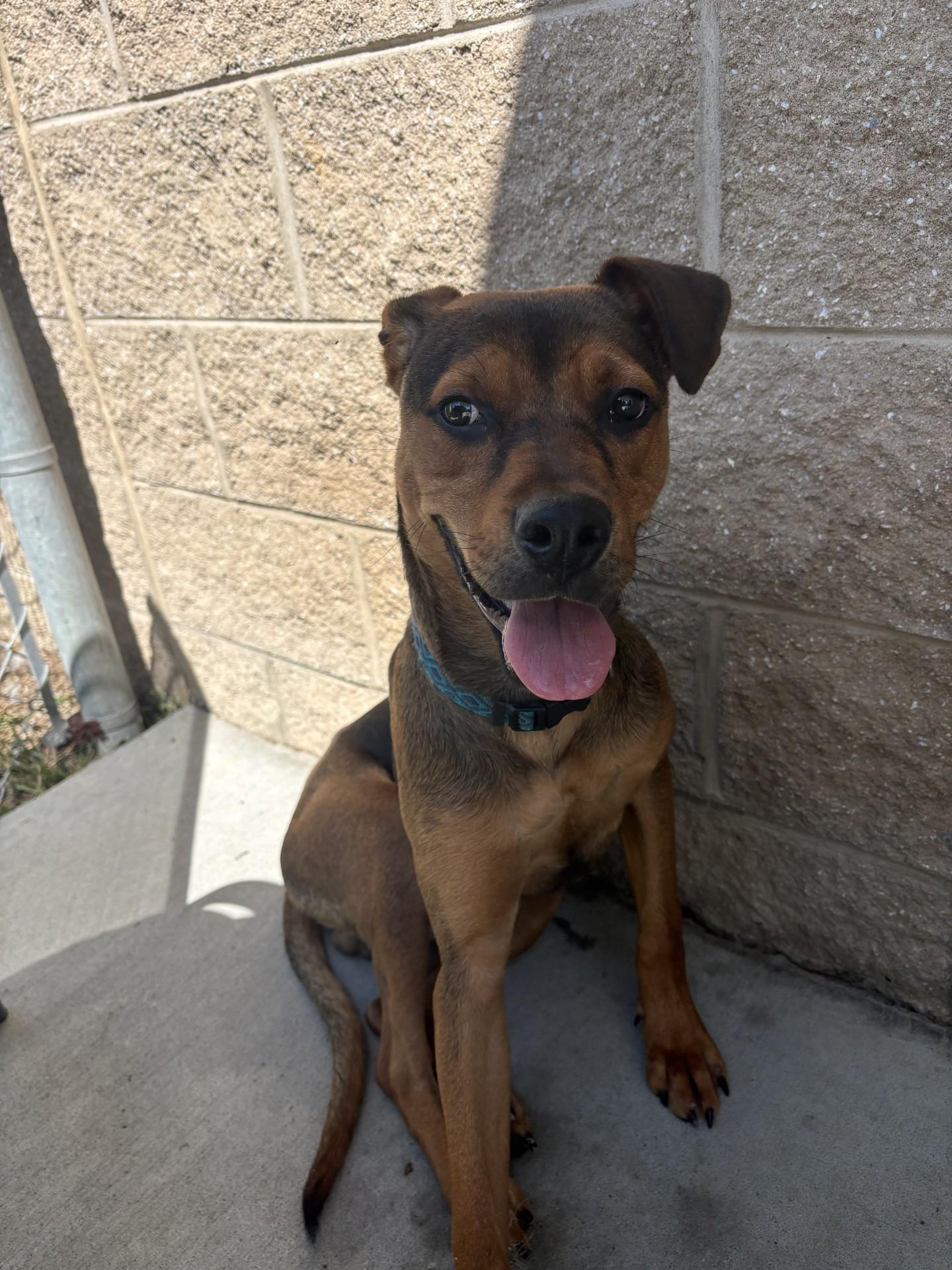 Enlarge Robbie, a Adoptable mixed breed in Ashland, VA image 6/6