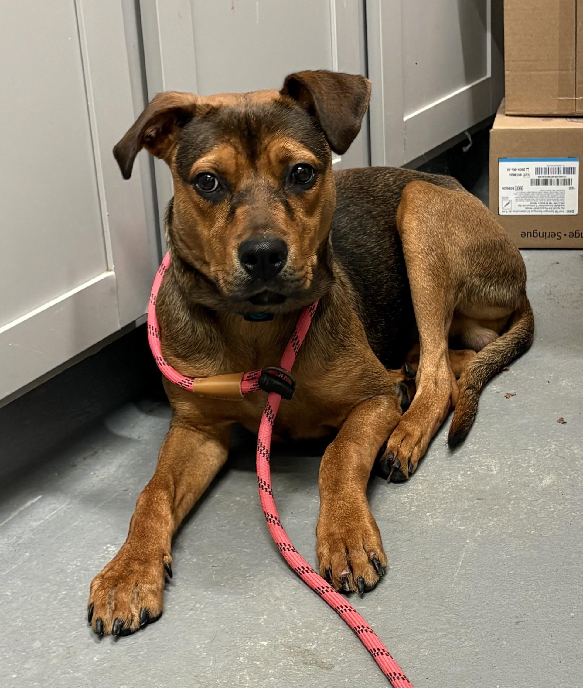 Enlarge Robbie, a Adoptable mixed breed in Ashland, VA image 5/6