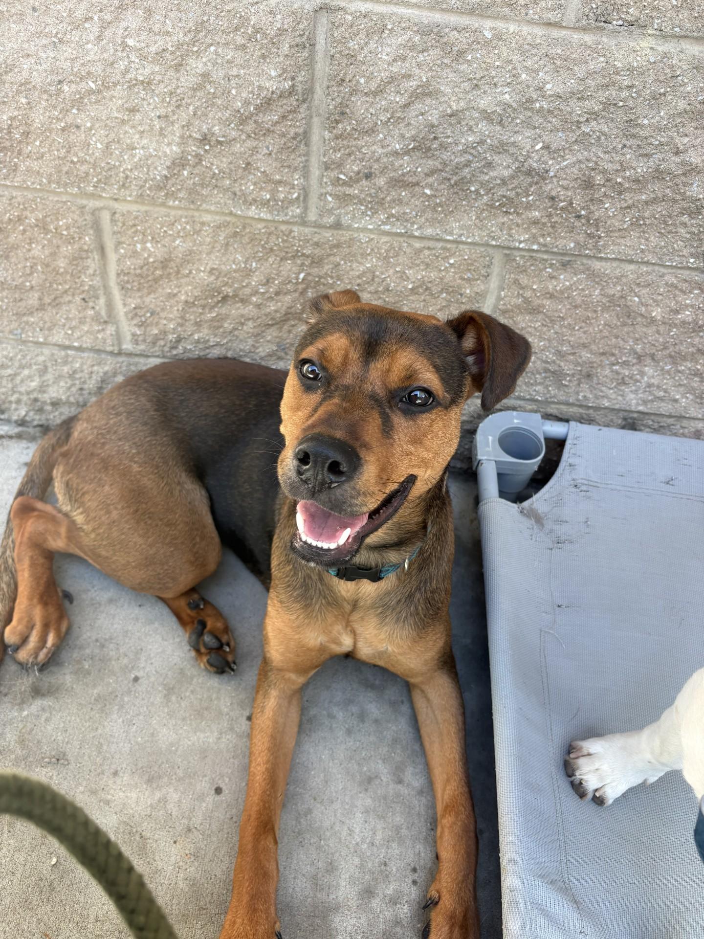 Enlarge Robbie, a Adoptable mixed breed in Ashland, VA image 1/6