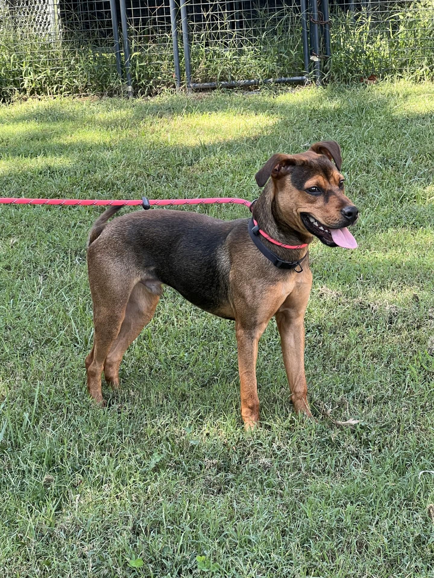 Enlarge Robbie, a Adoptable mixed breed in Ashland, VA image 3/6