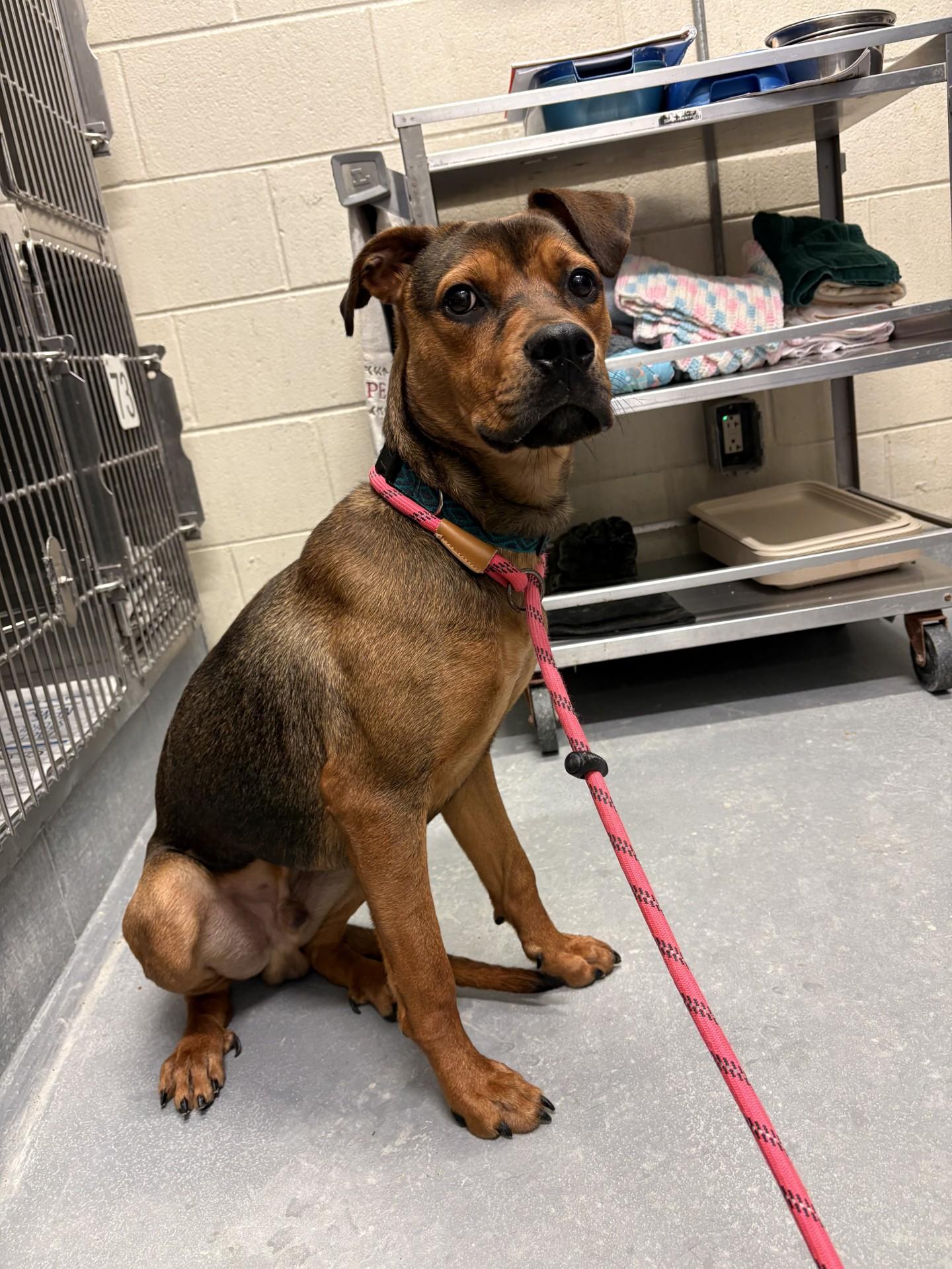 Enlarge Robbie, a Adoptable mixed breed in Ashland, VA image 4/6
