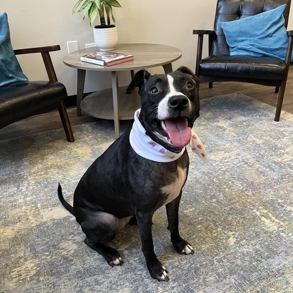 Pepper, Adoptable, Adult Female Pit Bull Terrier.