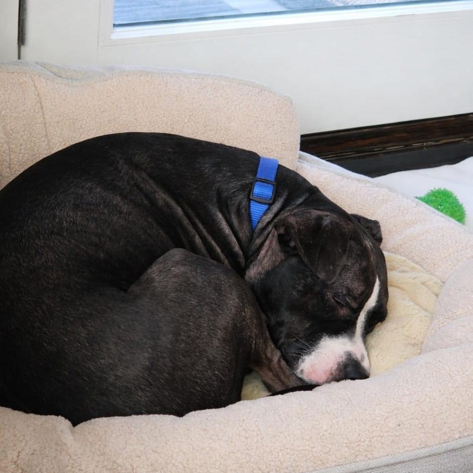 Pepper, a Adoptable Pit Bull Terrier in Chicago, IL image 2/6