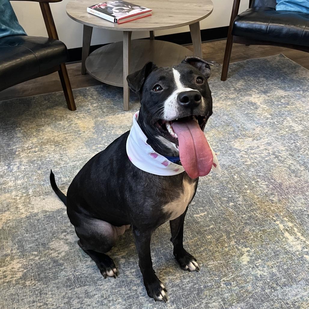 Pepper, a Adoptable Pit Bull Terrier in Chicago, IL image 4/6