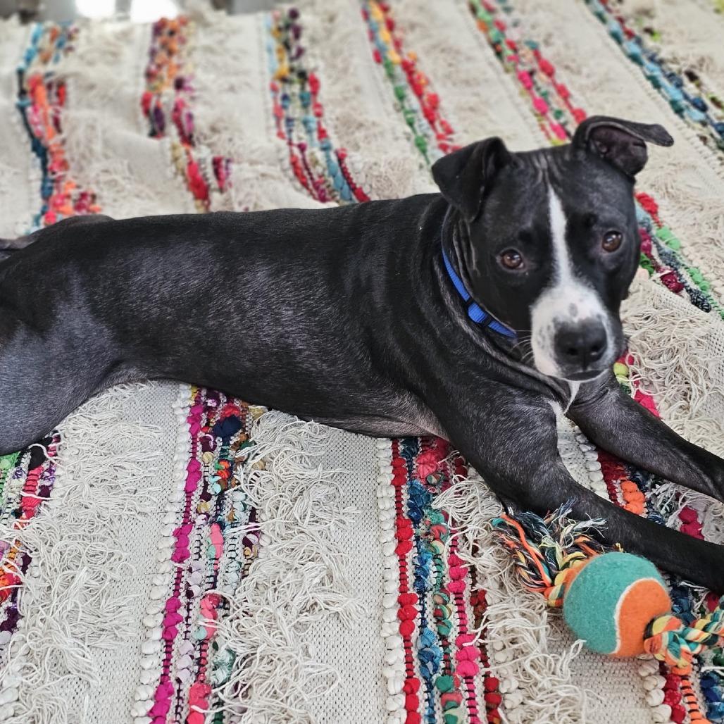 Pepper, a Adoptable Pit Bull Terrier in Chicago, IL image 5/6