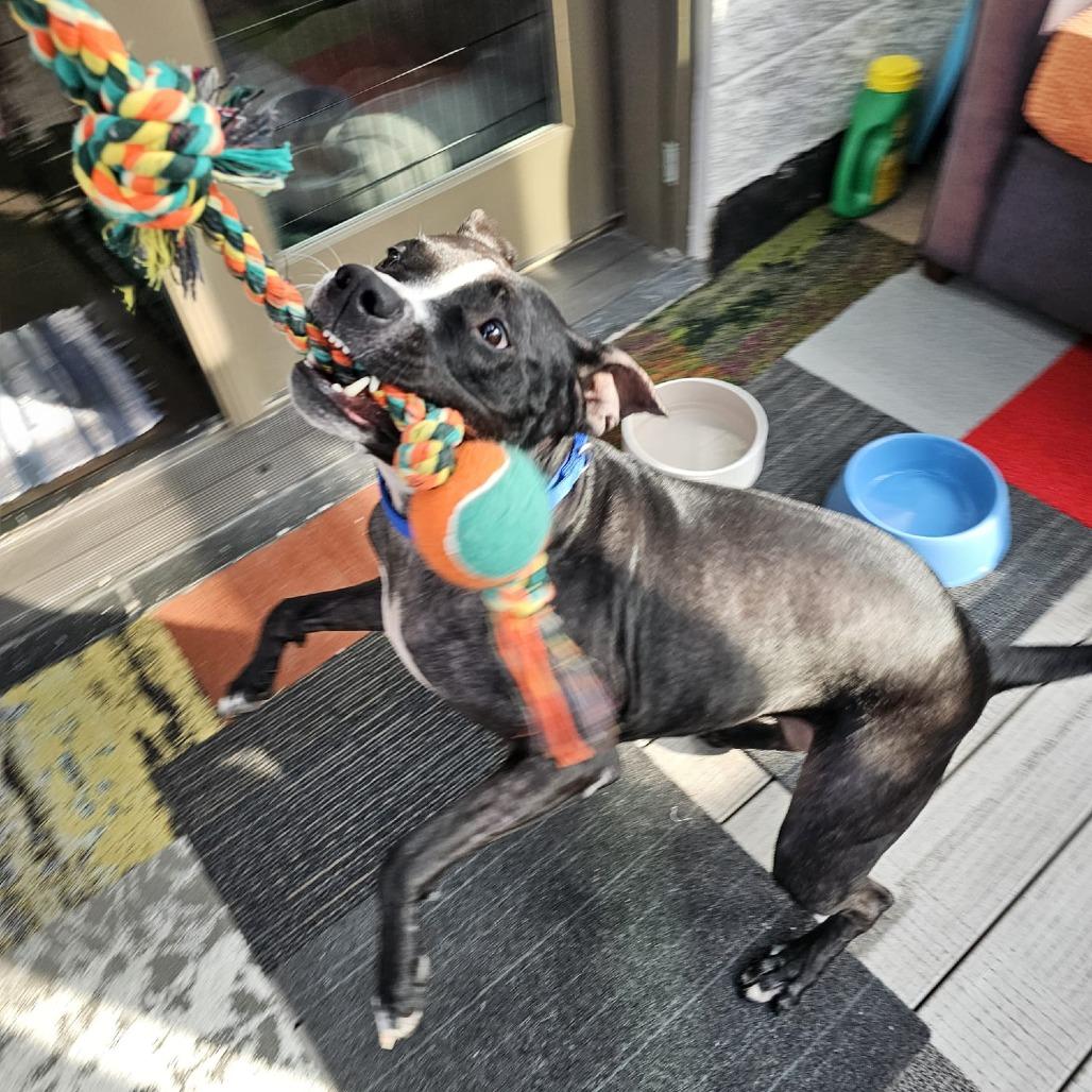 Pepper, a Adoptable Pit Bull Terrier in Chicago, IL image 6/6