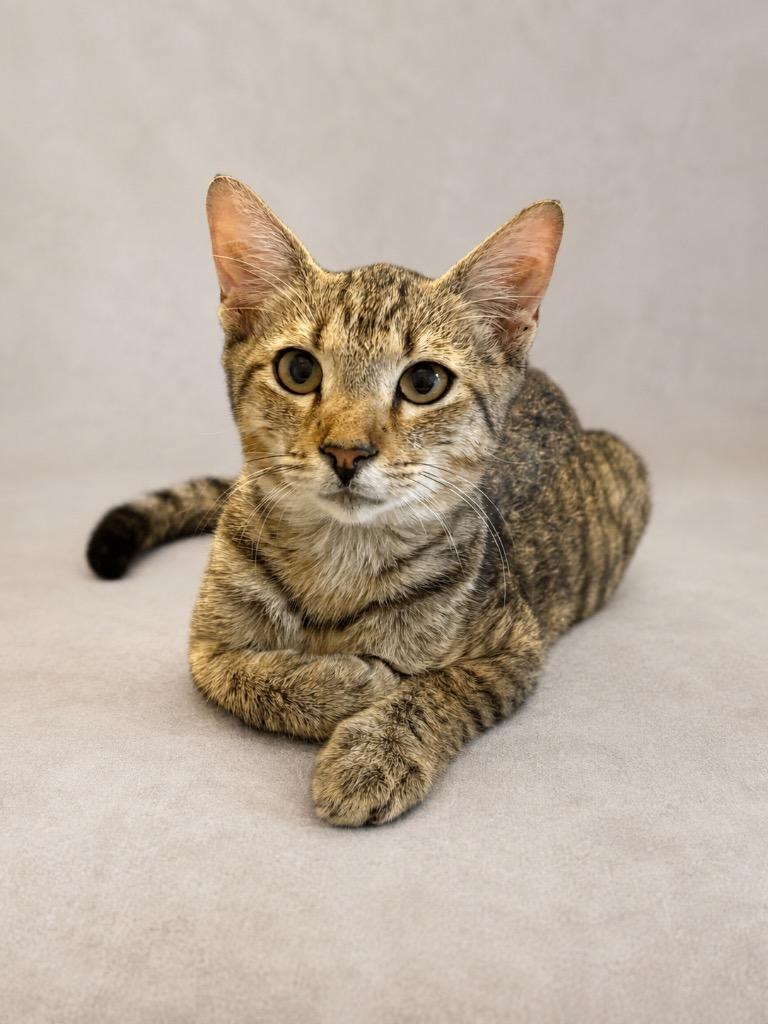 Enlarge Myon, a Adoptable mixed breed in Tifton, GA image 3/6