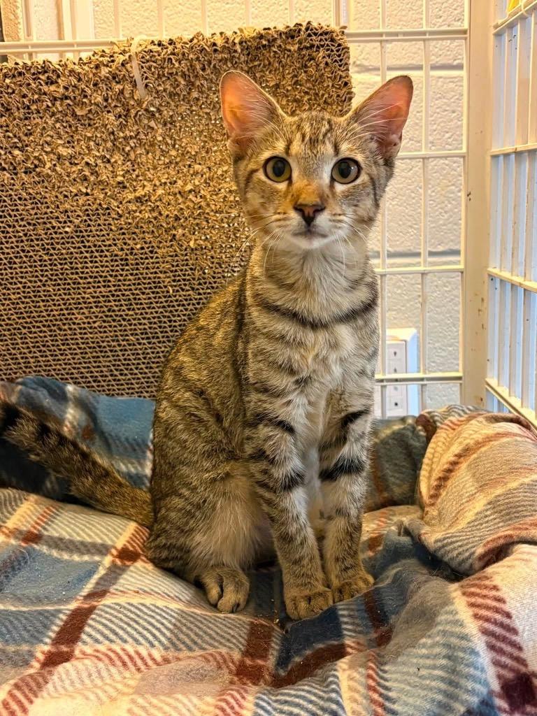 Enlarge Myon, a Adoptable mixed breed in Tifton, GA image 5/6