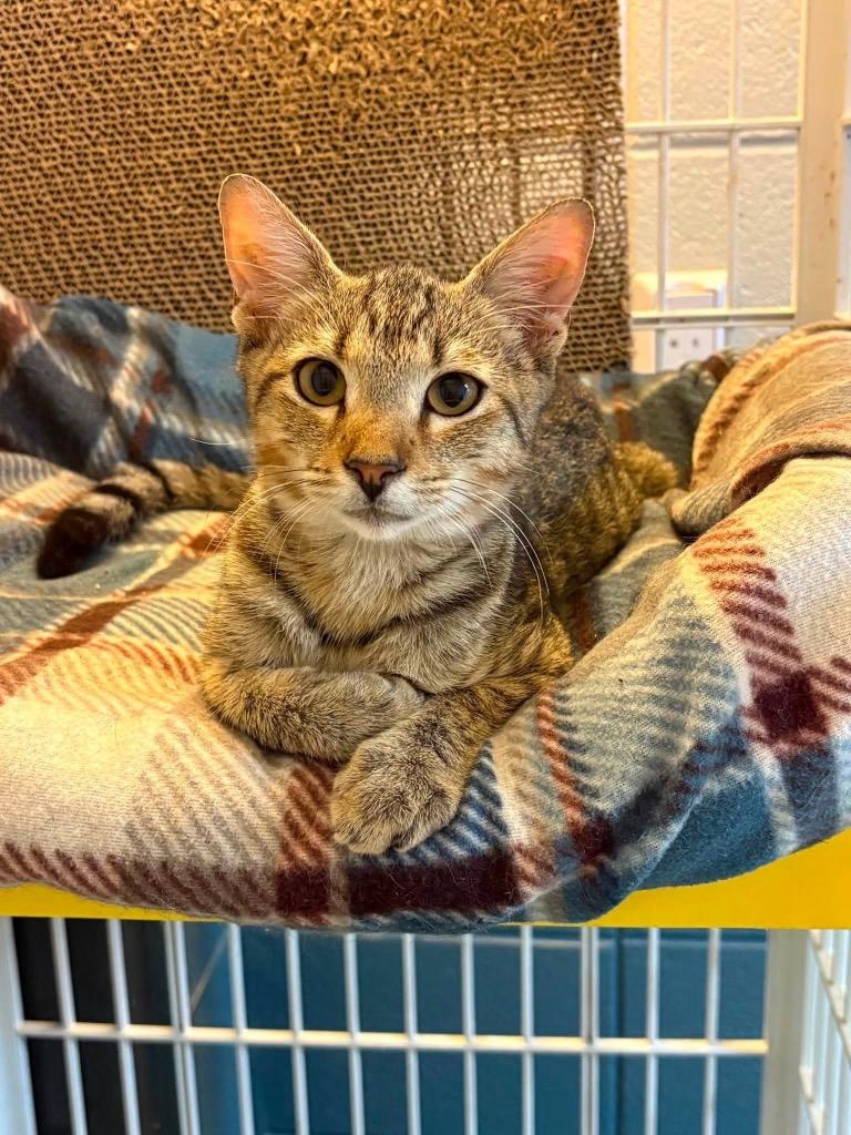 Enlarge Myon, a Adoptable mixed breed in Tifton, GA image 6/6