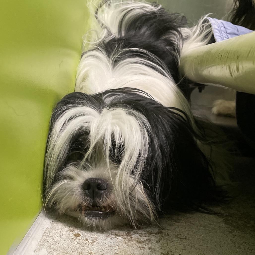 Kairo, Adoptable, Adult Male Shih Tzu & Mixed Breed.