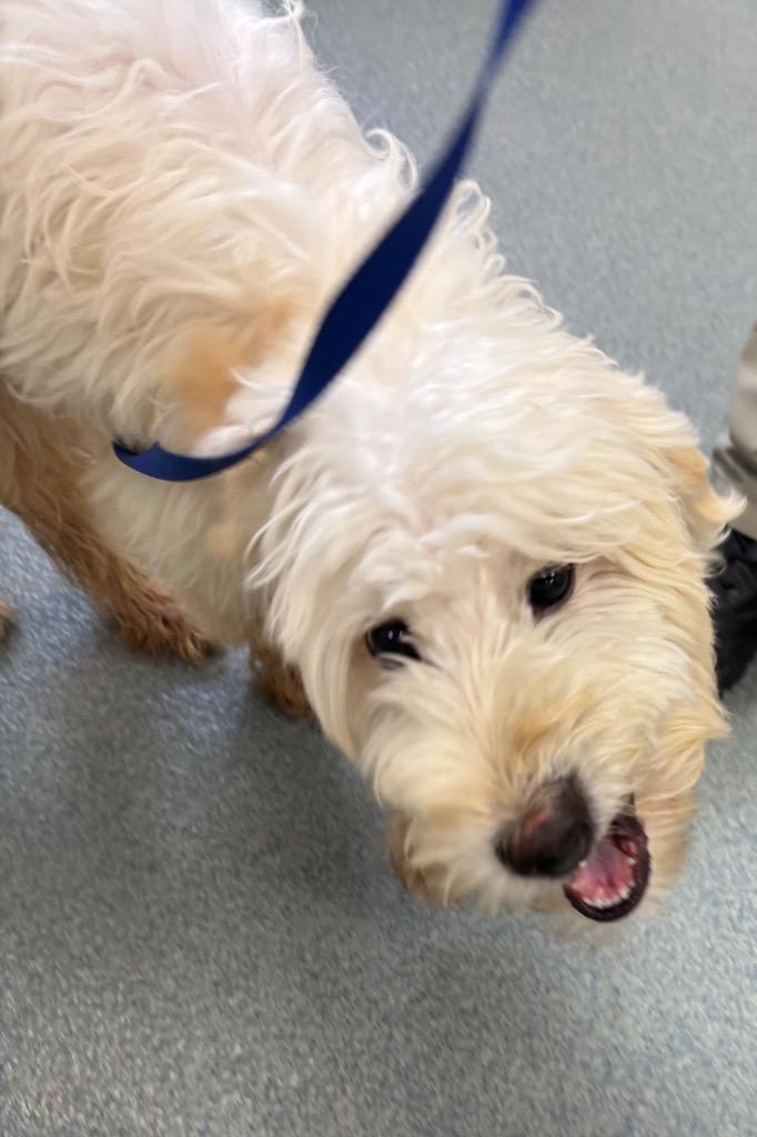 Porky, Adoptable, Puppy Male Mixed Breed.